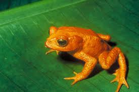 Golden-Toad